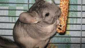 Како да се грижите за chinchilla дома
